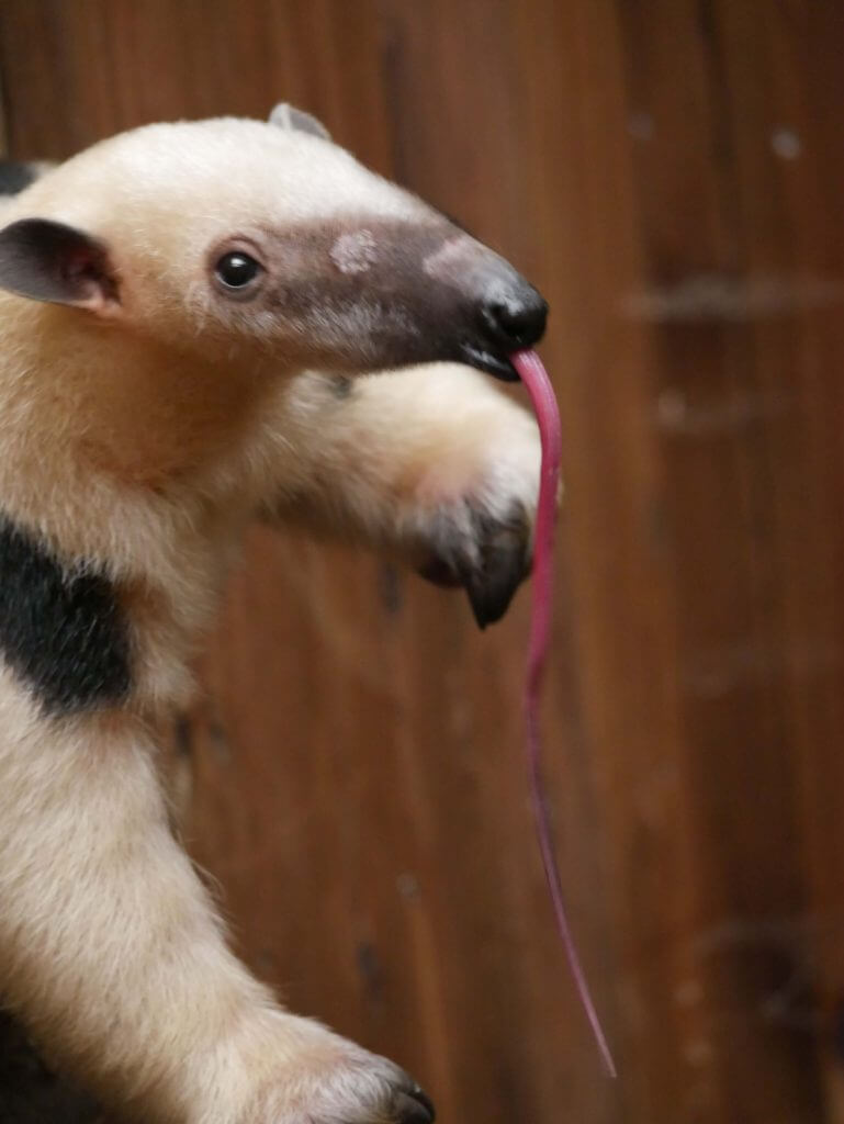 Fourmilier nain ou Tamandua