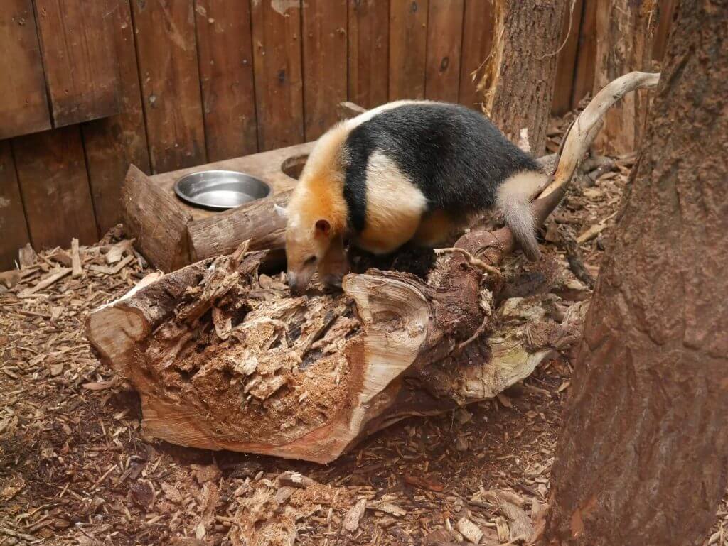 Fourmilier nain ou Tamandua