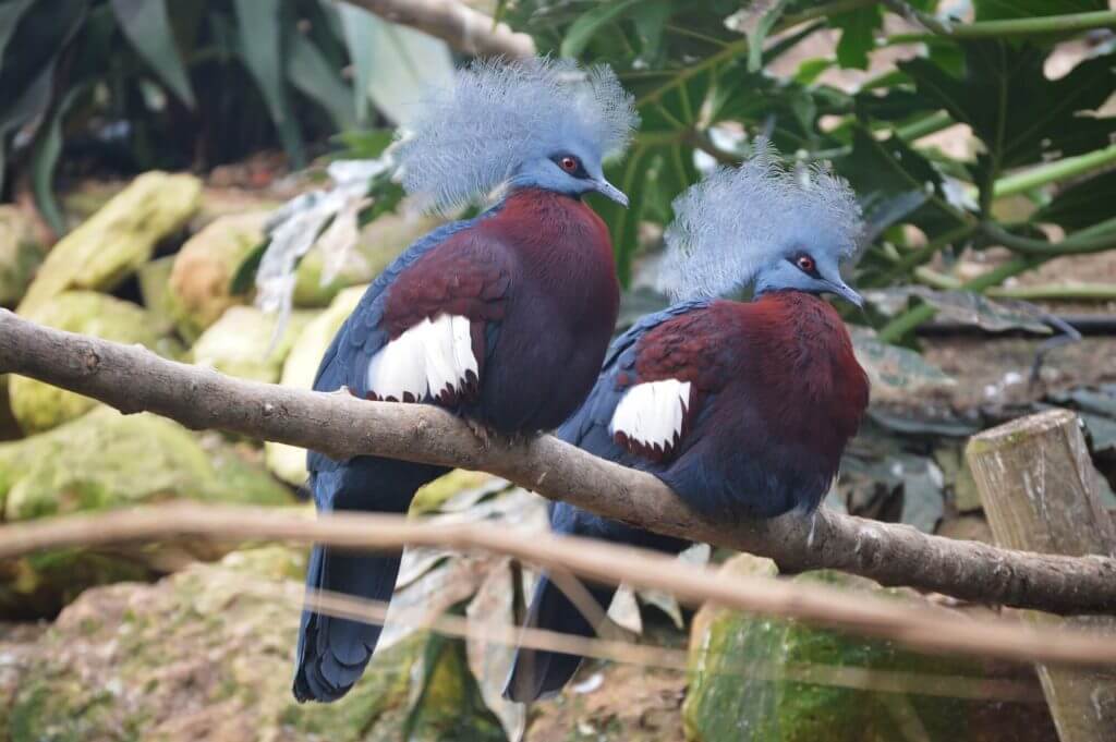 Pigeon couronné