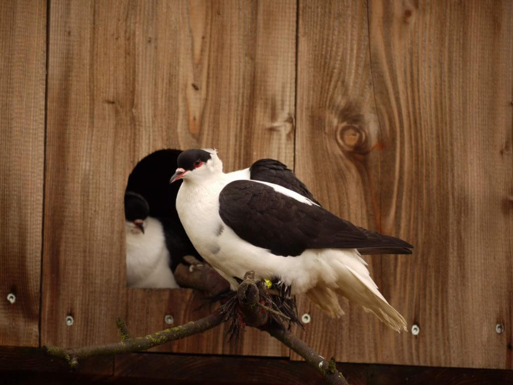Pigeon Hirondelle de Nuremberg