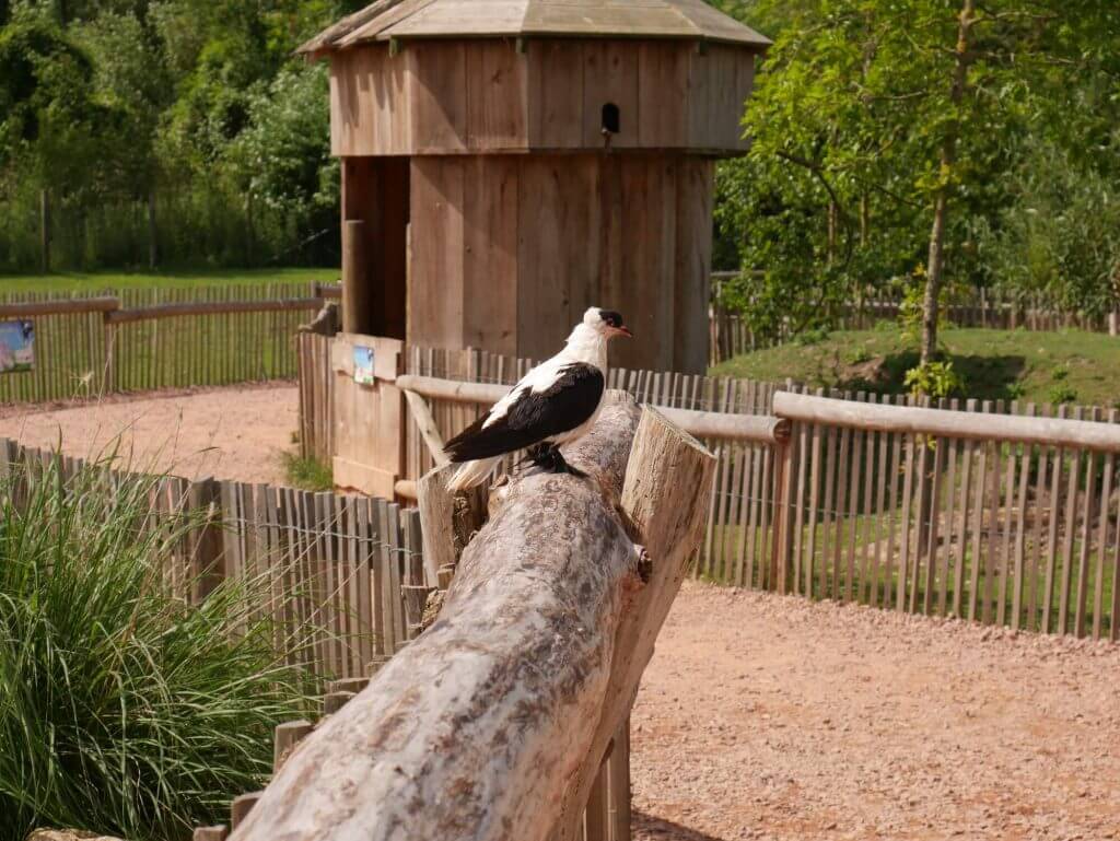 Pigeon Hirondelle de Nuremberg