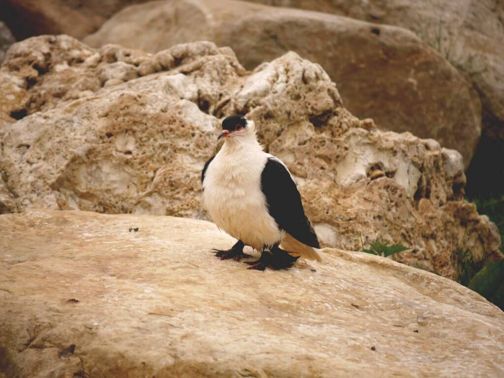 Pigeon Hirondelle de Nuremberg