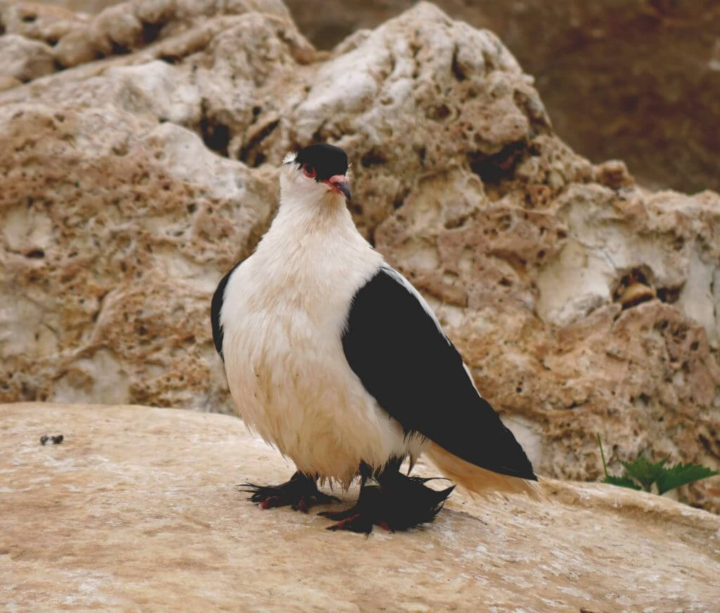 Pigeon Hirondelle de Nuremberg