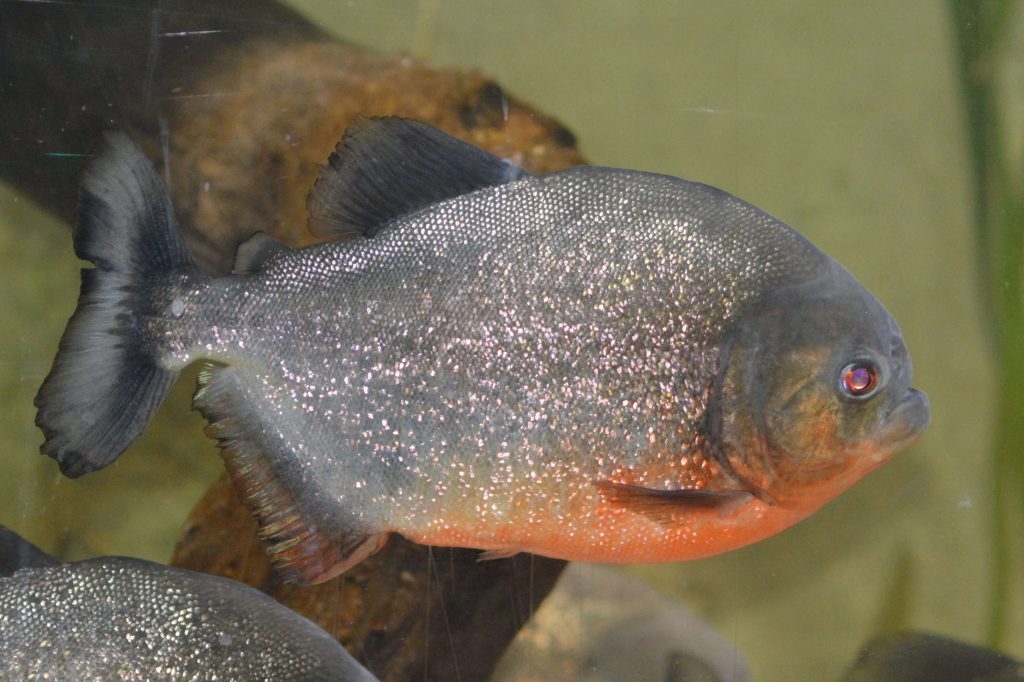 Piranha rouge