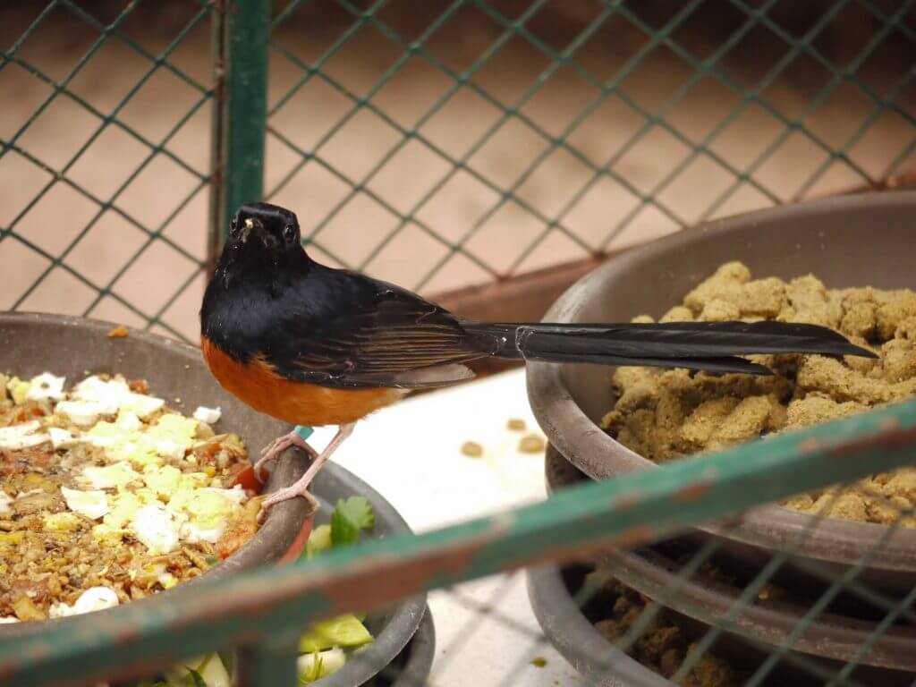 Shama à croupion blanc