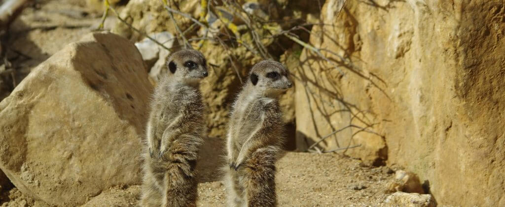 Suricate