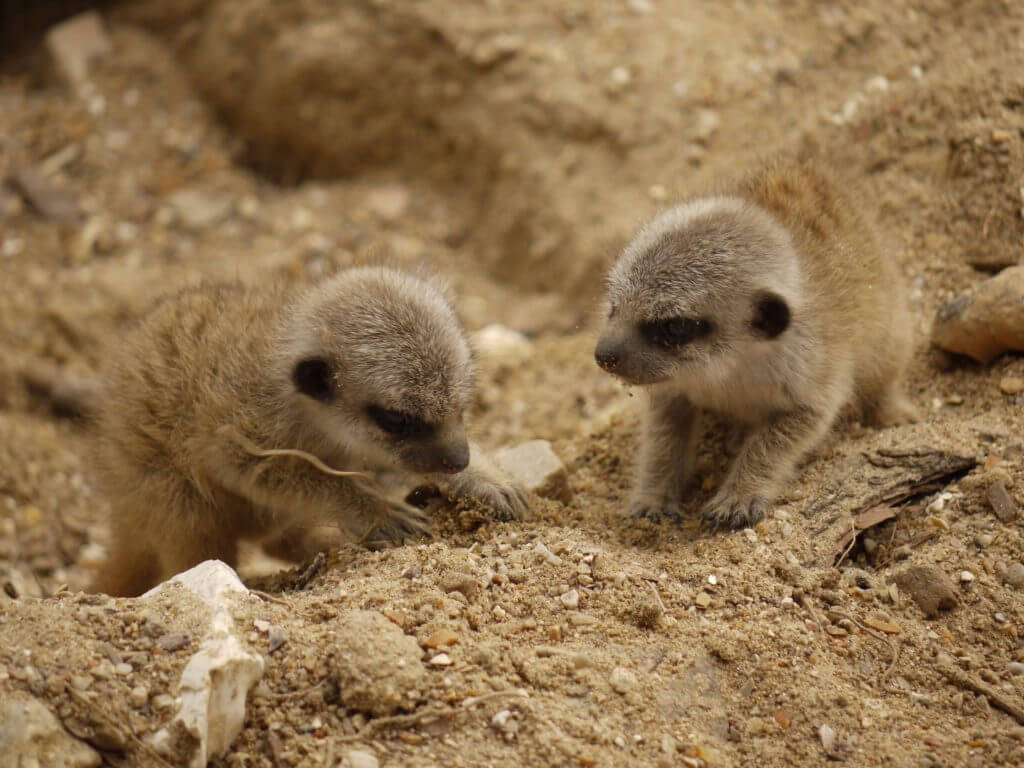 Naissance de suricates en mai 2020