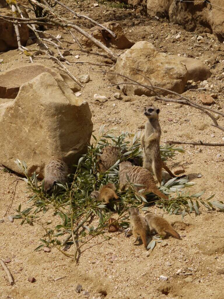 Suricate