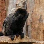 Tamarin de Goeldi