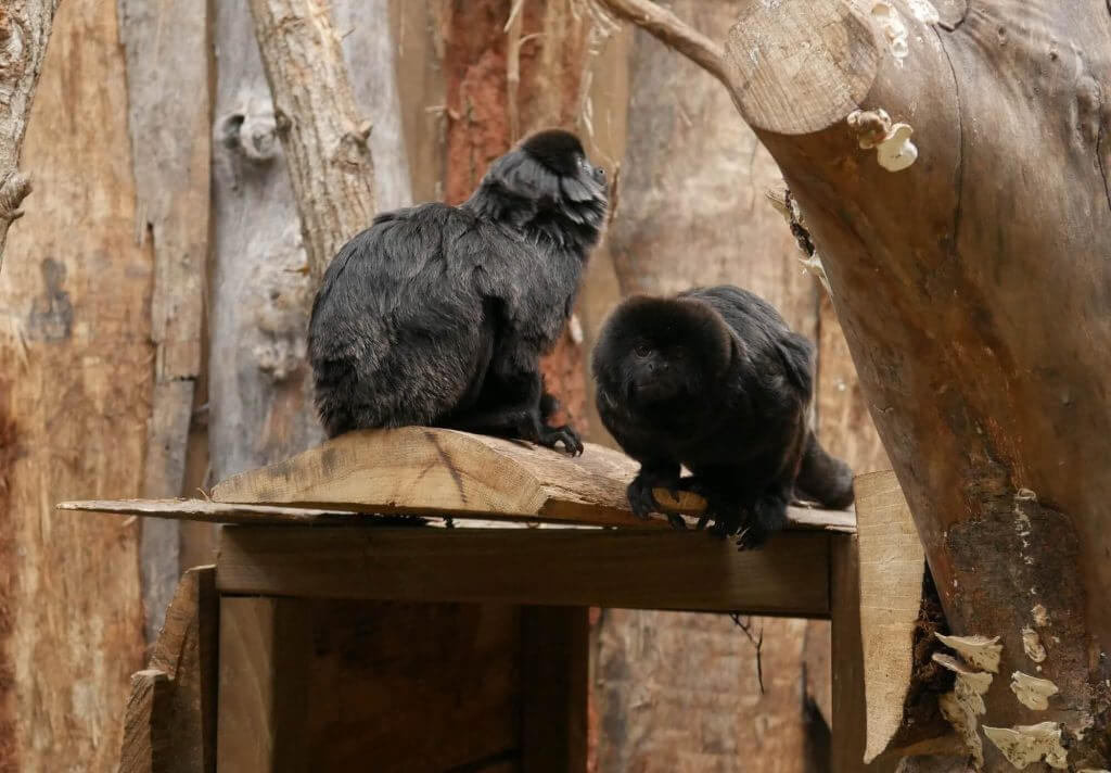 Tamarin de Goeldi