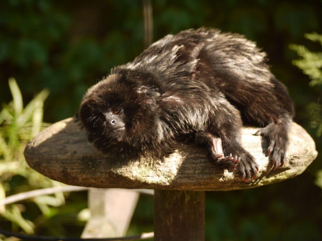 Tamarin de Goeldi