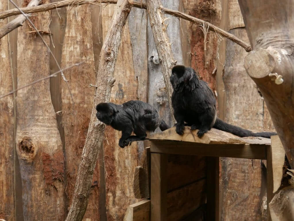 Tamarin de Goeldi