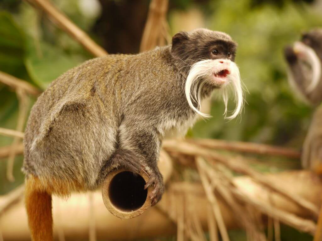 Tamarin empereur