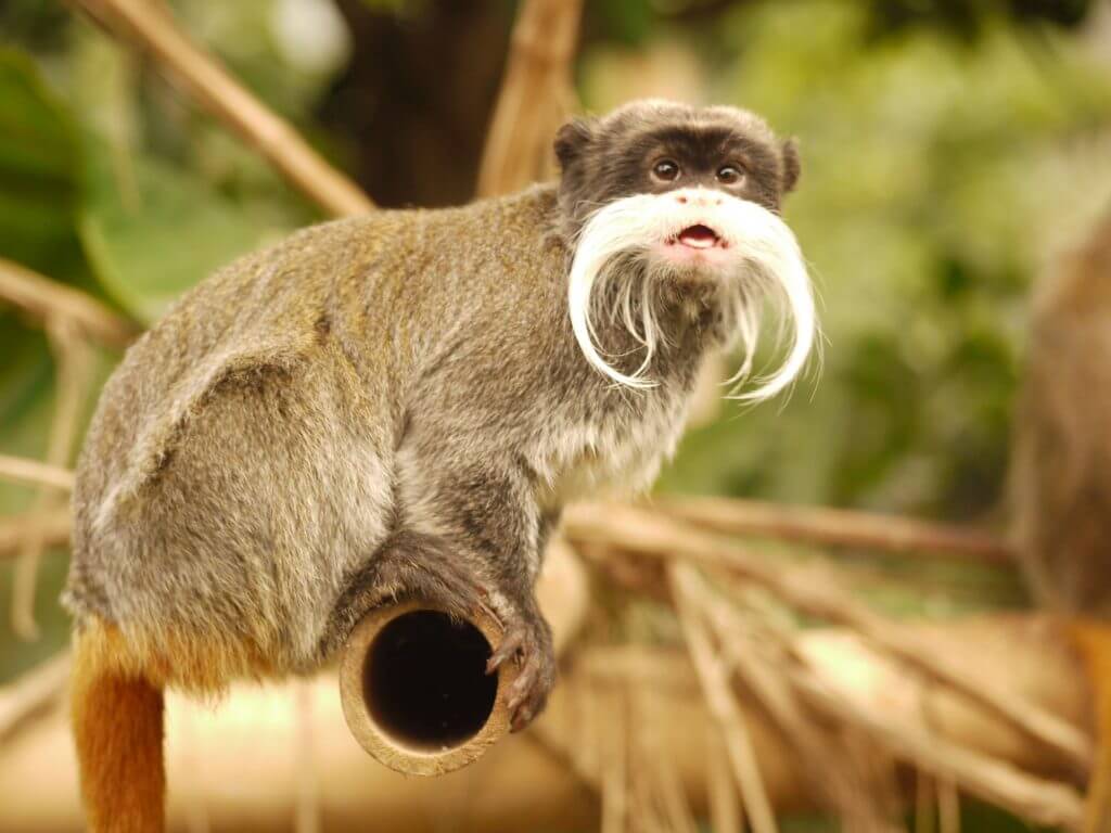 Tamarin empereur