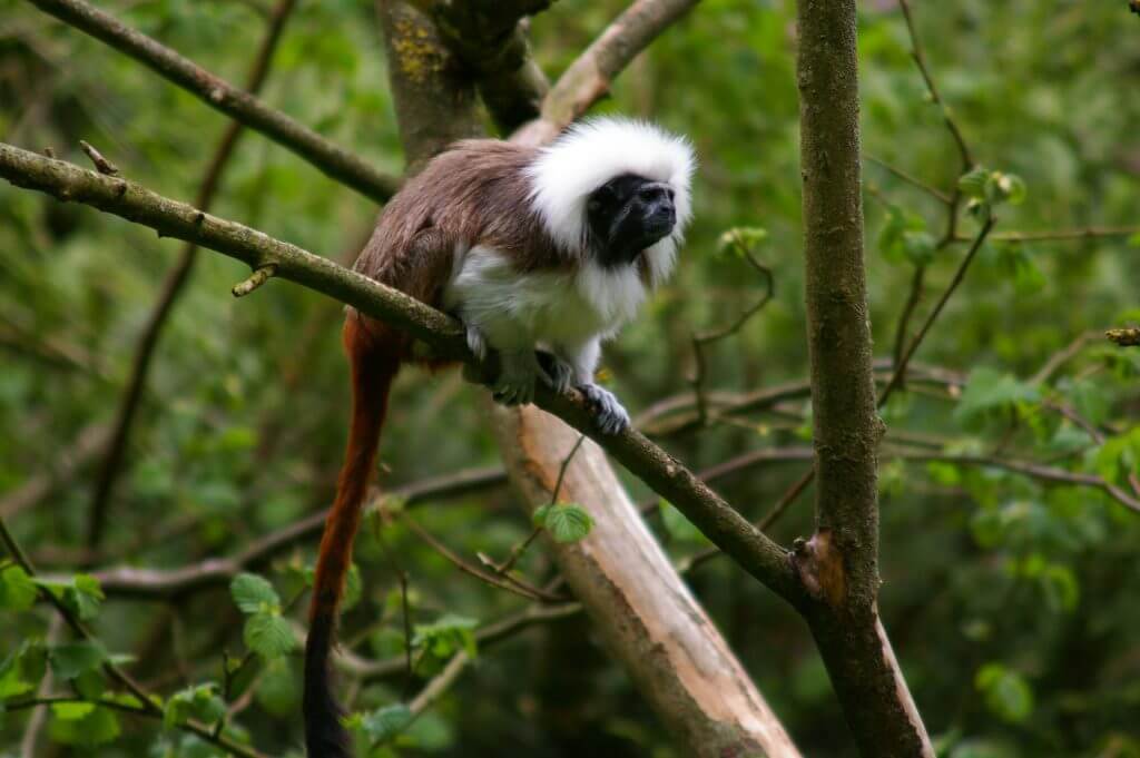 Tamarin pinché