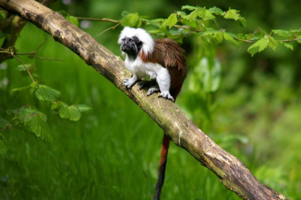 Tamarin pinché