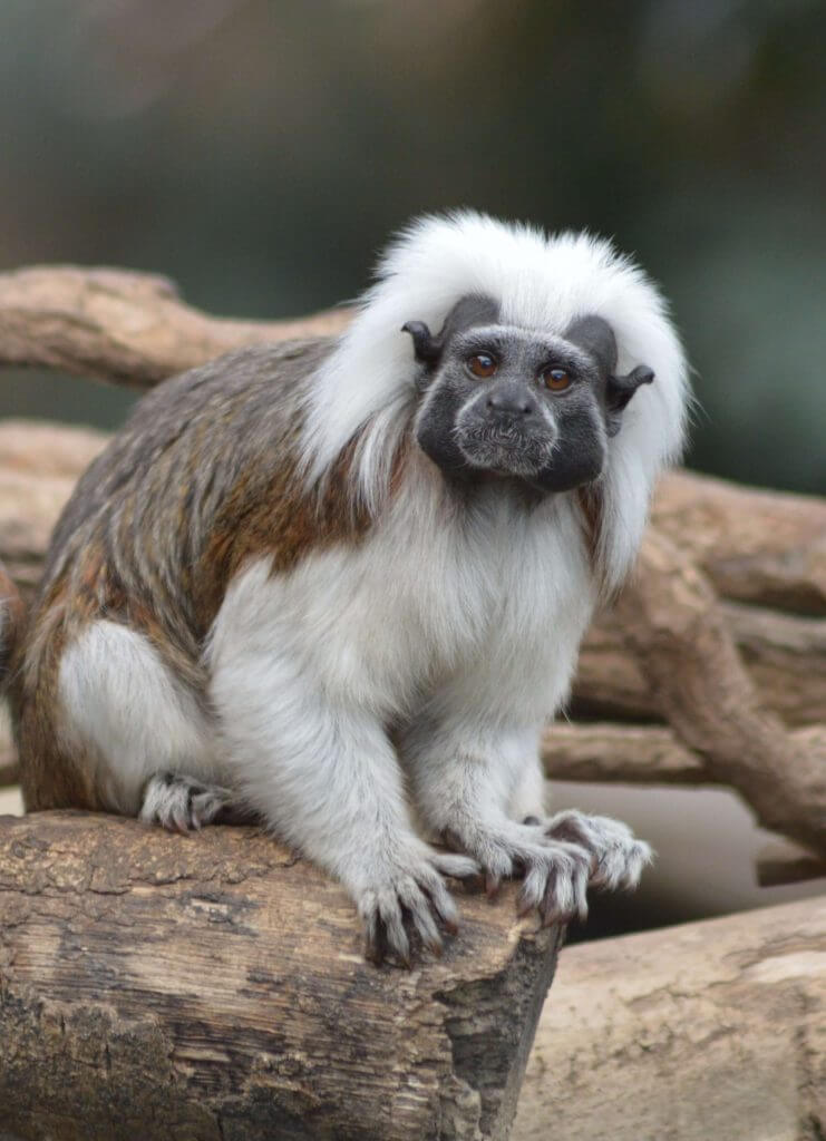 Tamarin pinché