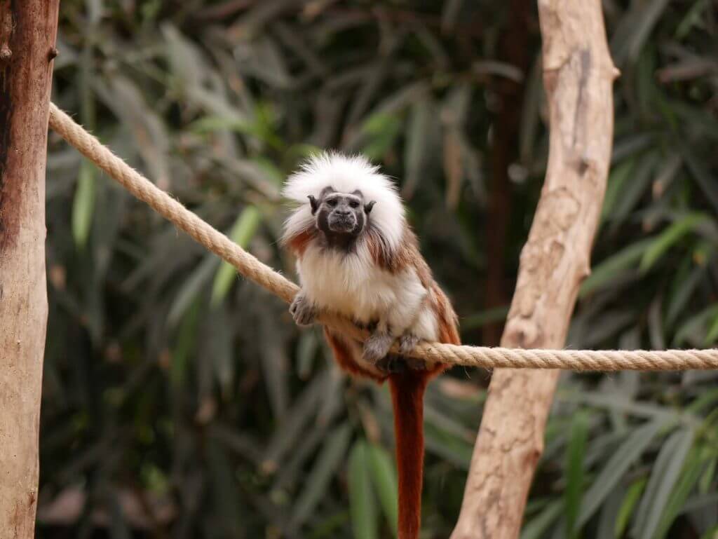 Tamarin pinché