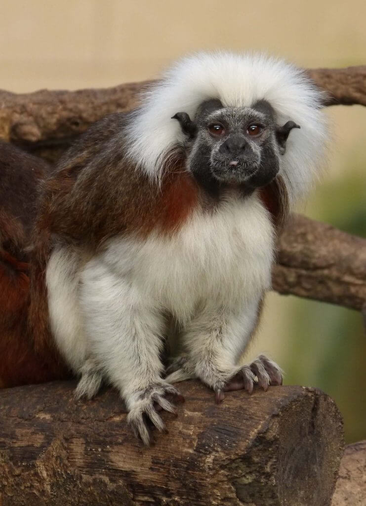 Tamarin pinché