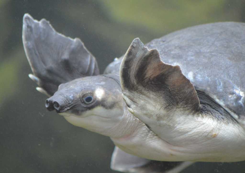 Tortue à nez de cochon