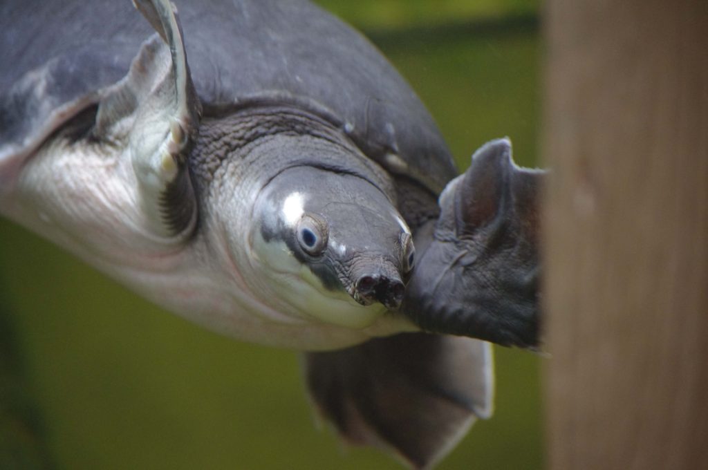 Tortue à nez de cochon