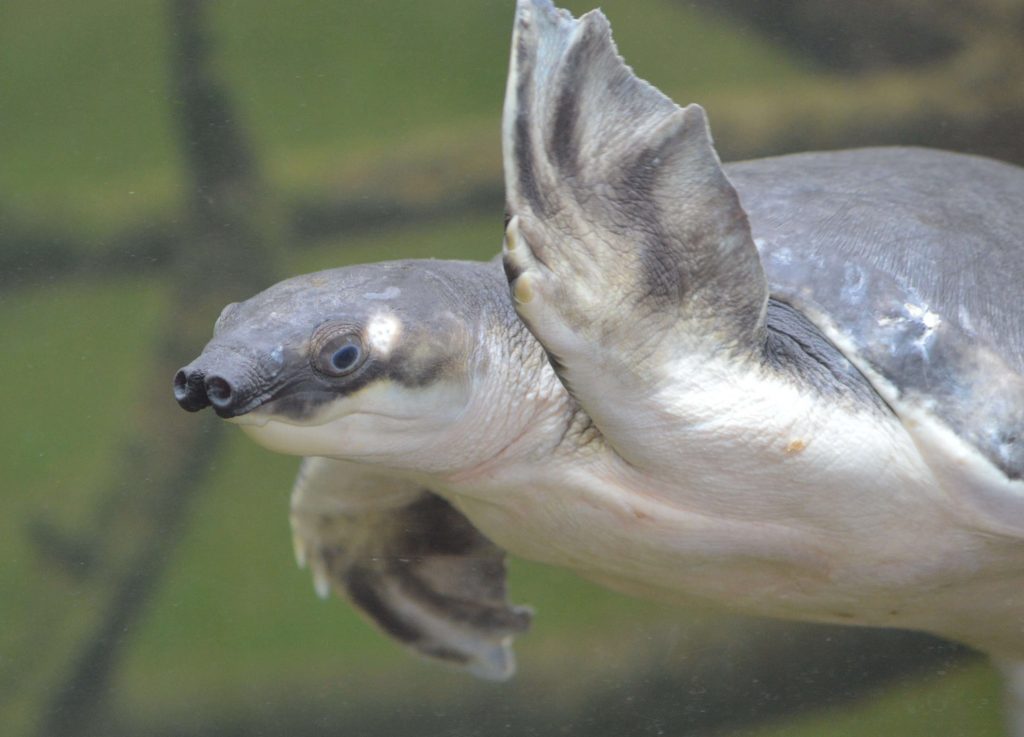 Tortue à nez de cochon