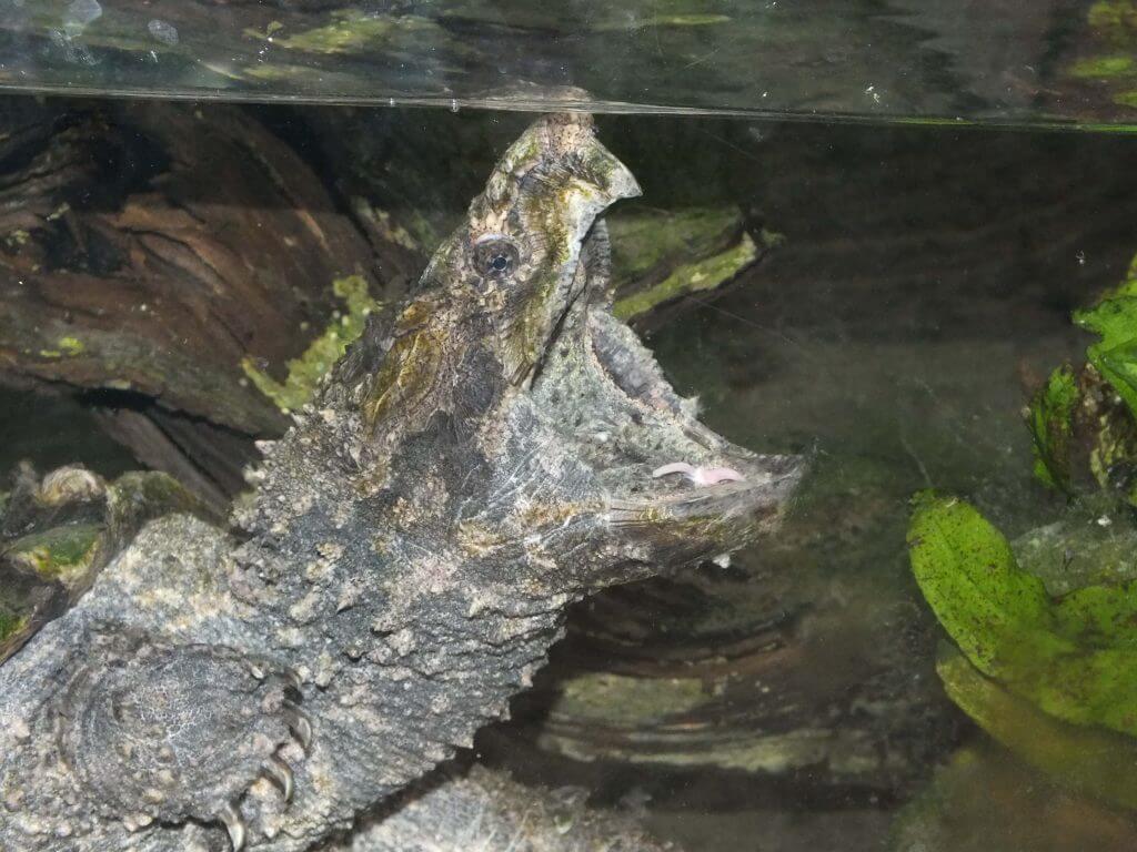 Tortue alligator
