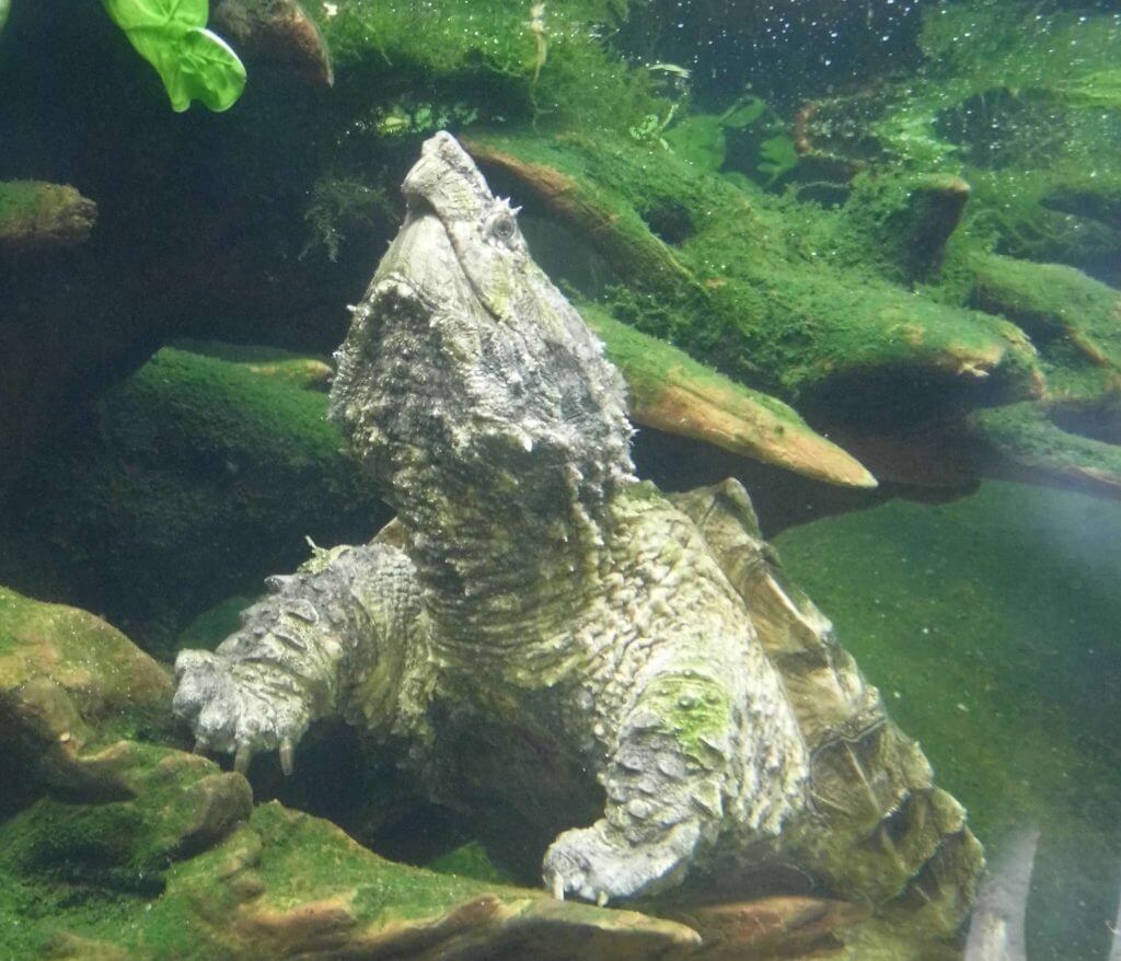 Tortue alligator