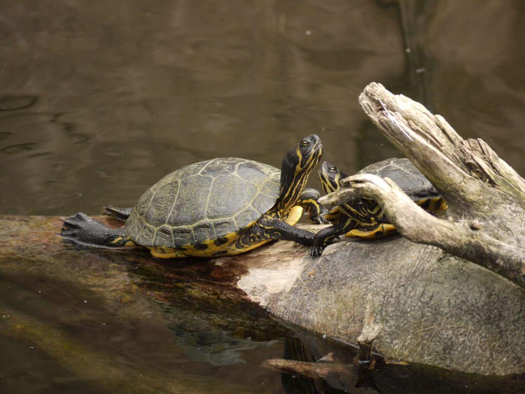 Tortue de Floride