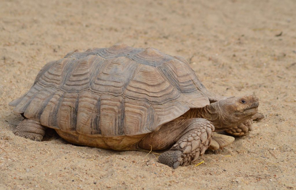 Tortue sillonnée