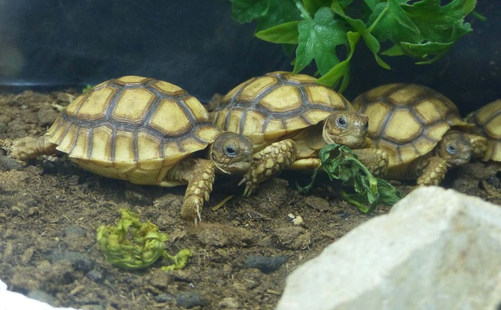 Tortue sillonnée