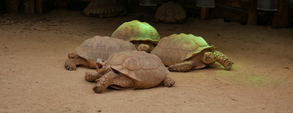 Tortue sillonnée