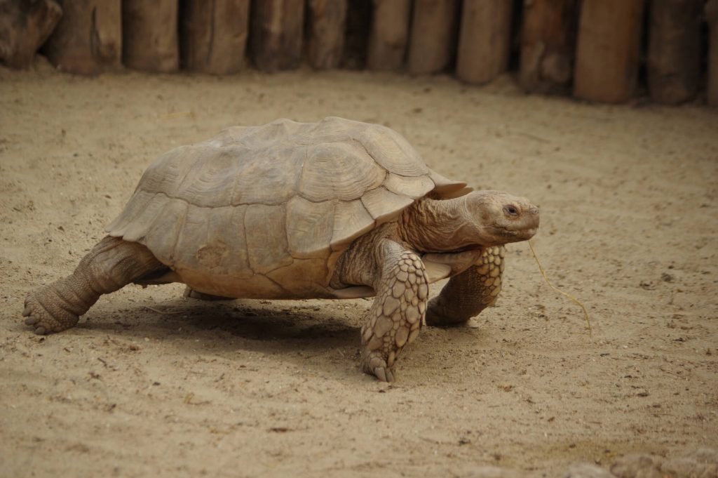 Tortue sillonnée