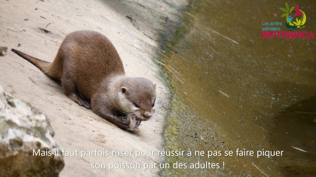 Bon anniversaire à nos jeunes loutres naines d’Asie