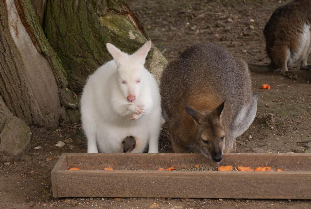 Wallaby de Bennet