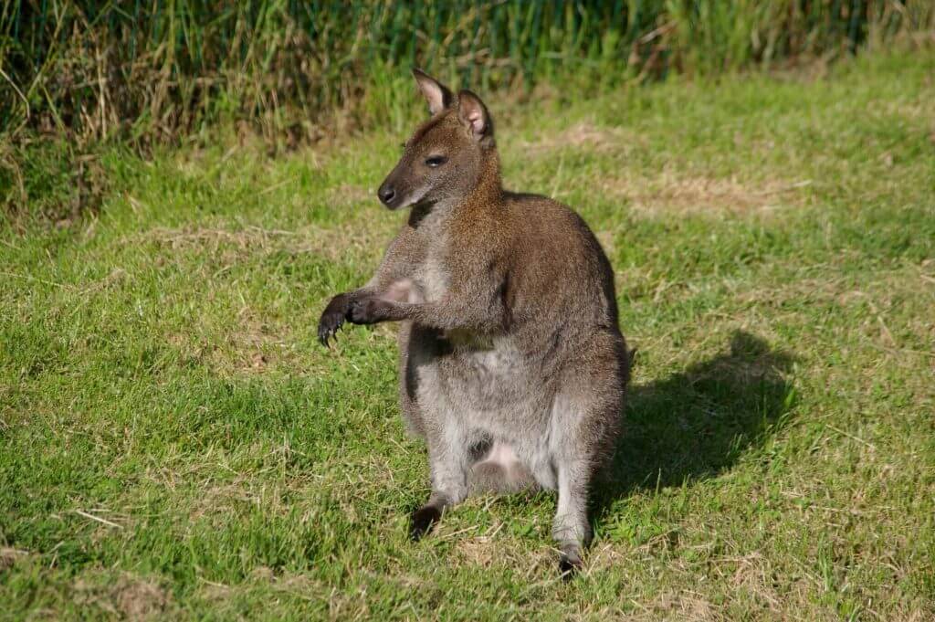 Wallaby de Bennet