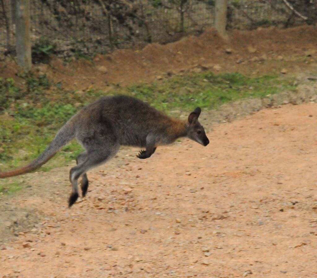 Wallaby de Bennet
