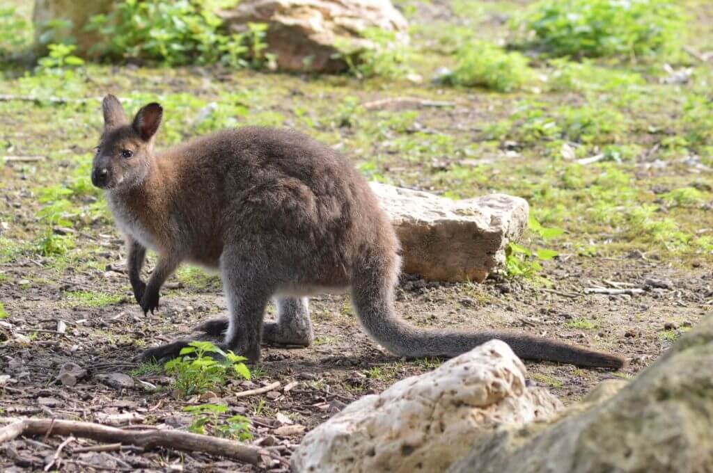 Wallaby de Bennet
