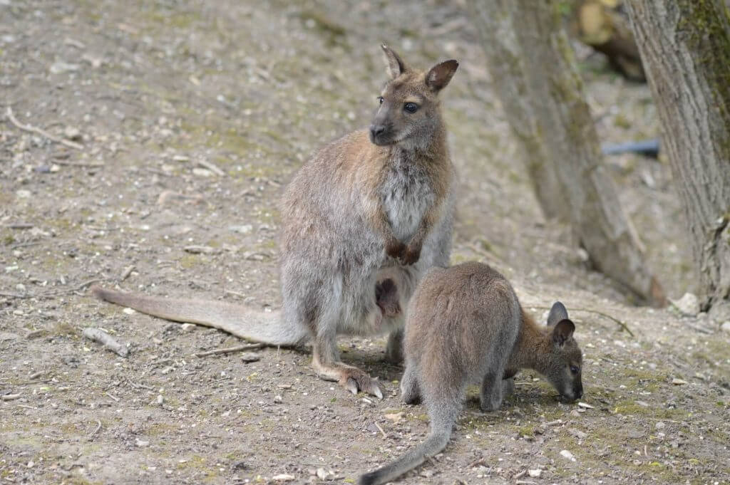 Wallaby de Bennet