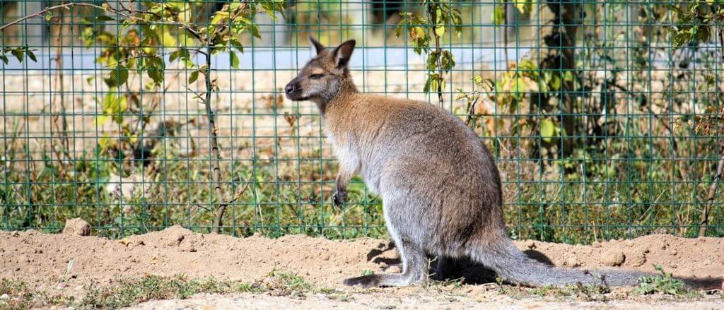 Wallaby de Bennet