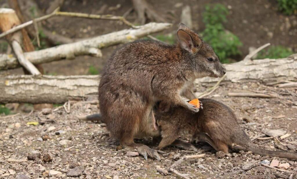 Wallaby de Parma