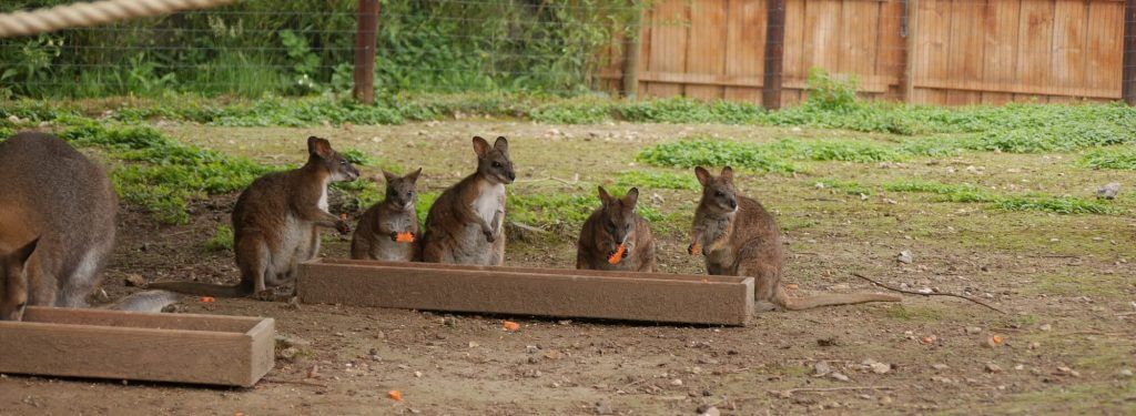 Wallaby de Parma