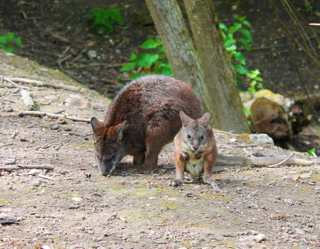 Wallaby de Parma