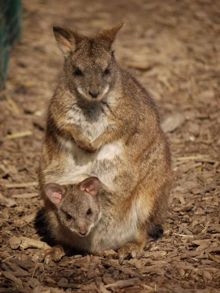 Wallaby de Parma