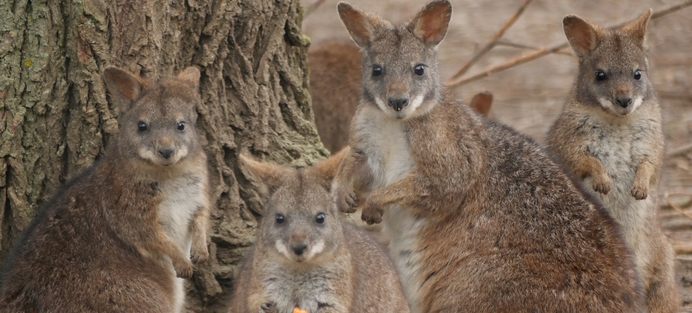 LE BUSH AUSTRALIEN