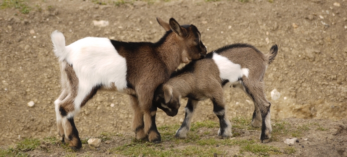 LA FERME DES ENFANTS