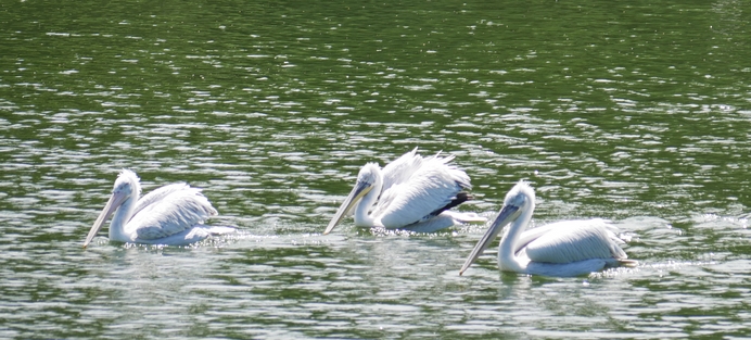 LE LAC DES PÉLICANS