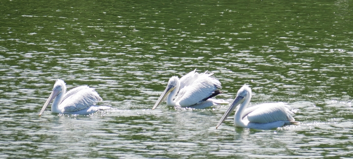 LE LAC DES PÉLICANS