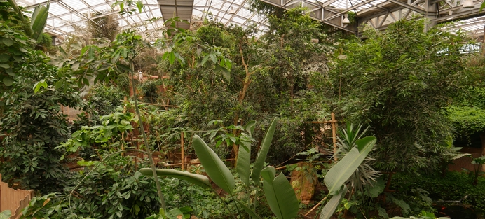LA SERRE TROPICALE