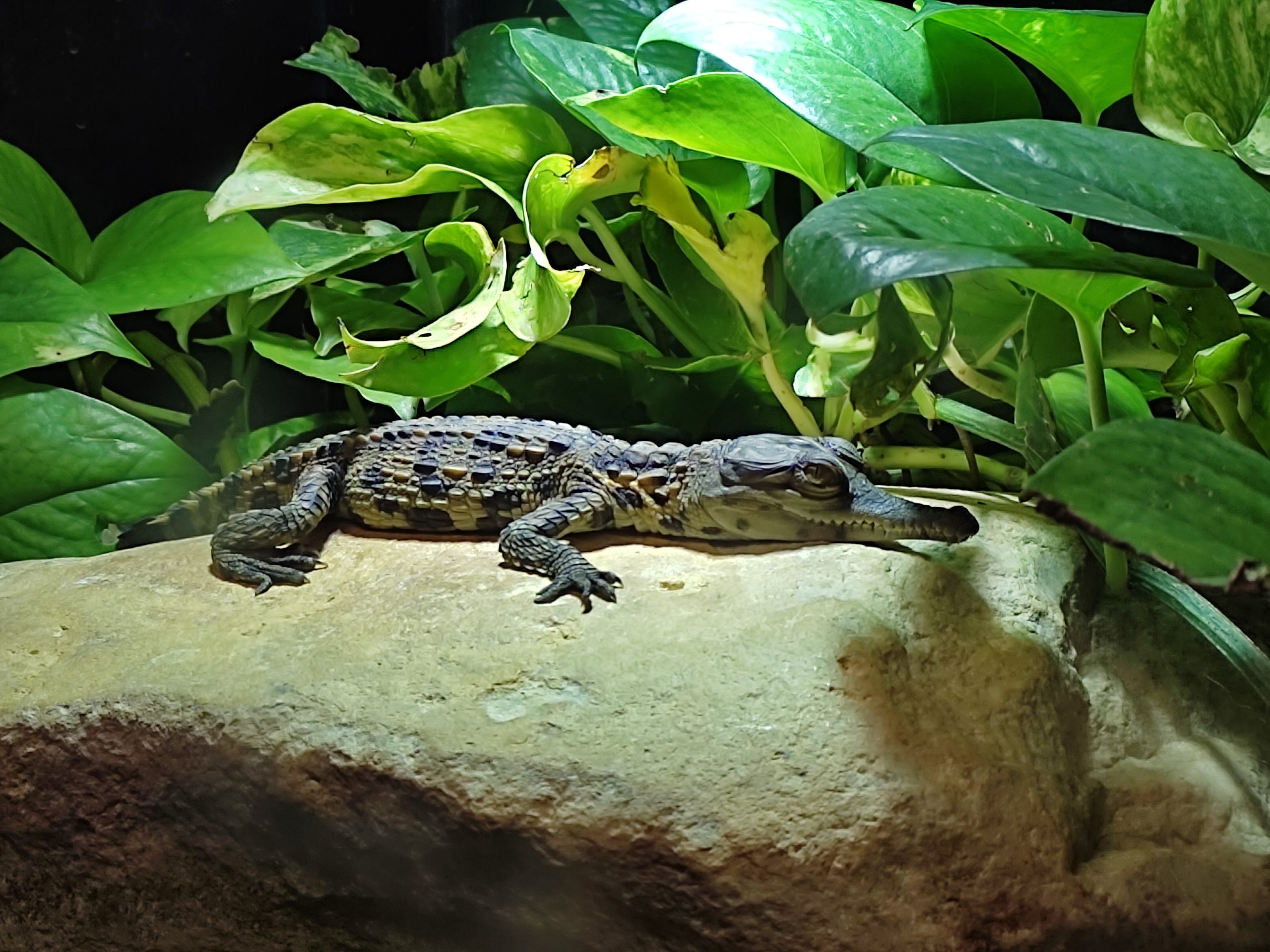 Nouvelle naissance de Crocodiles Faux Gavial !!